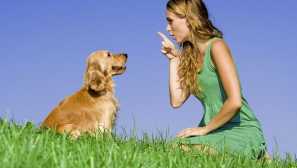 Zločin a trest: jak se nadávat psa tak, že nebere přestupek